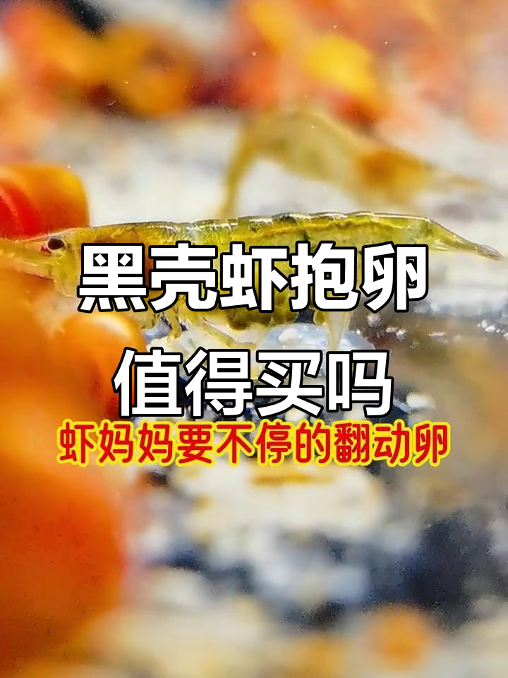 爆卵黑壳虾能买吗?母虾体力消耗大,运输风险高