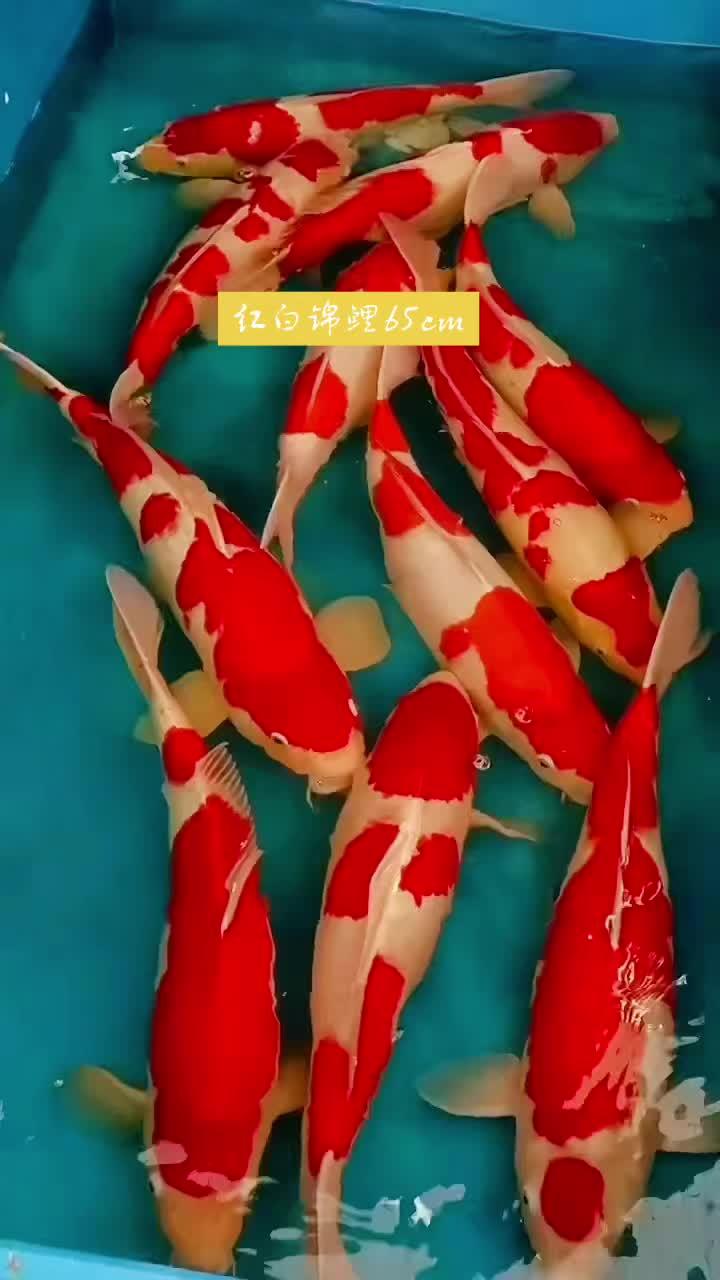 红白锦鲤65cm 精品锦鲤 见锦鲤者发发发 观赏鱼直播间 好贵气的鲤鱼 祝大家年年有鱼