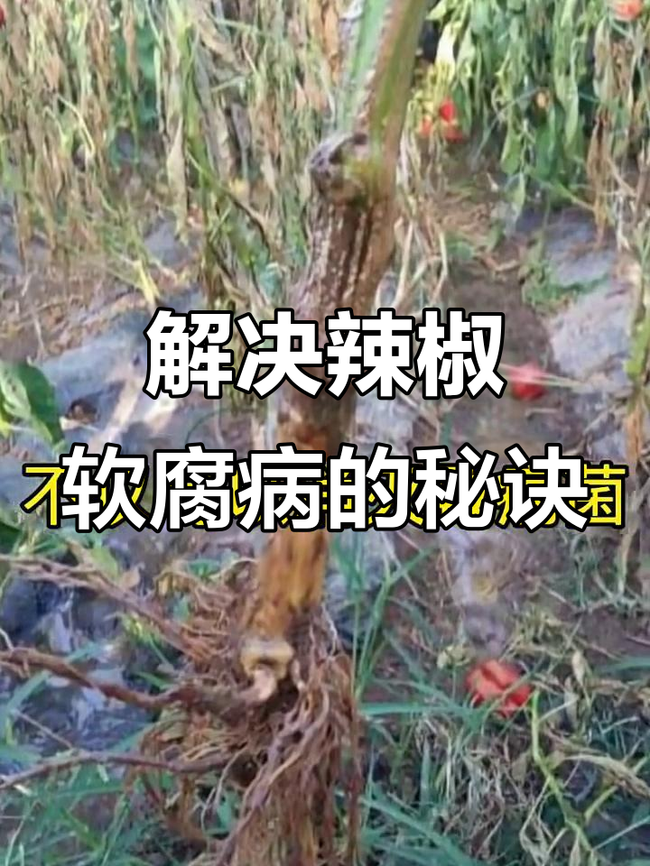 辣椒软腐病危害大,防治方法全揭秘