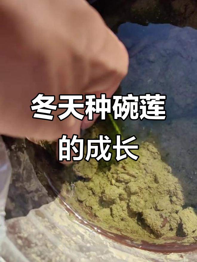 冬季莲藕生长缓慢,但依然有新芽冒出
