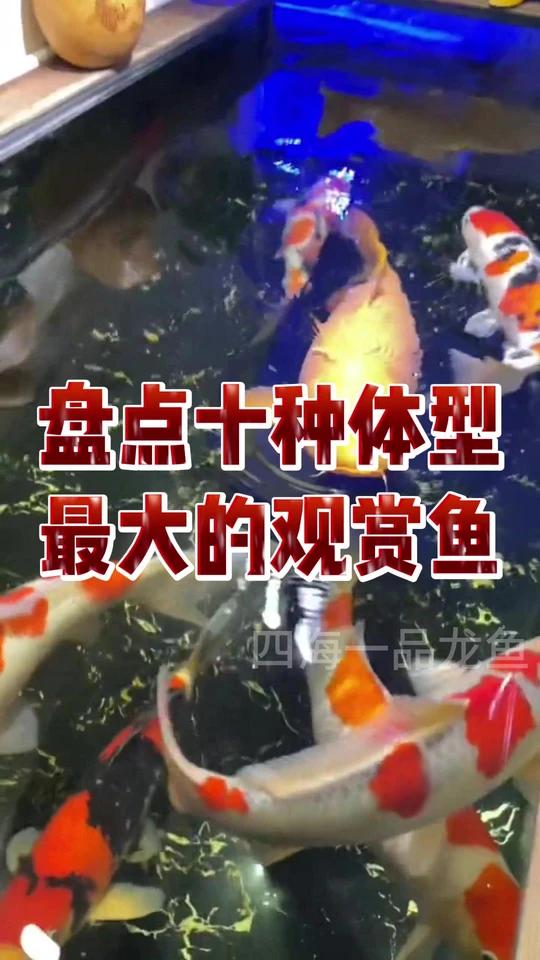 盘点十种体型最大的观赏鱼