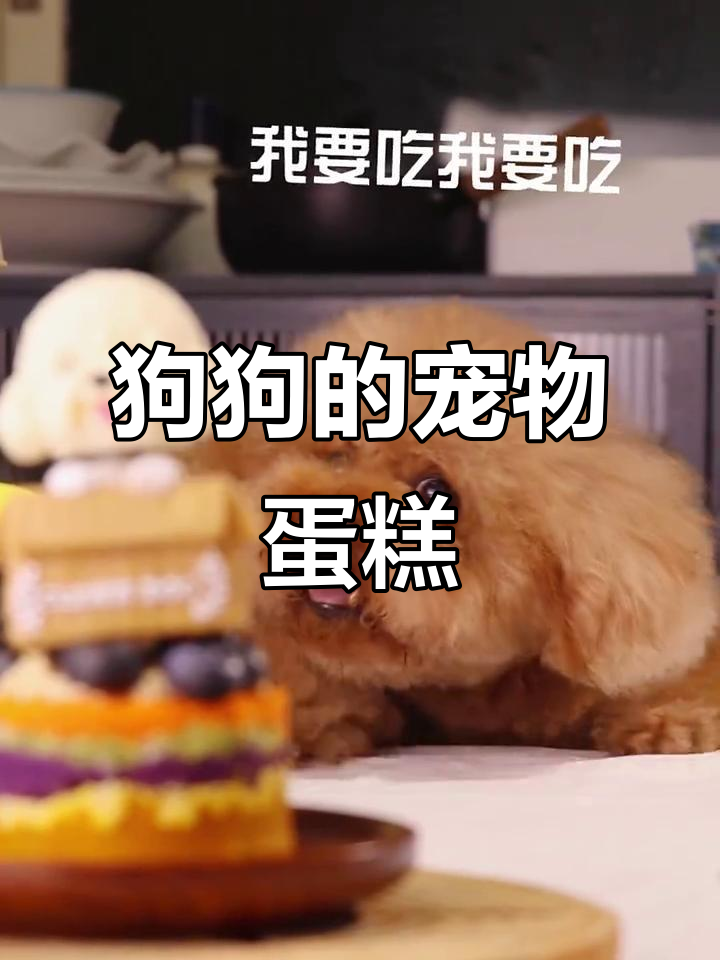 狗狗生日庆祝，亲手做宠物蛋糕超有爱