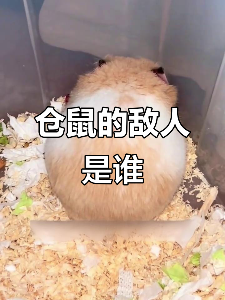 仓鼠的天敌:蛇、猛禽和大型捕食者