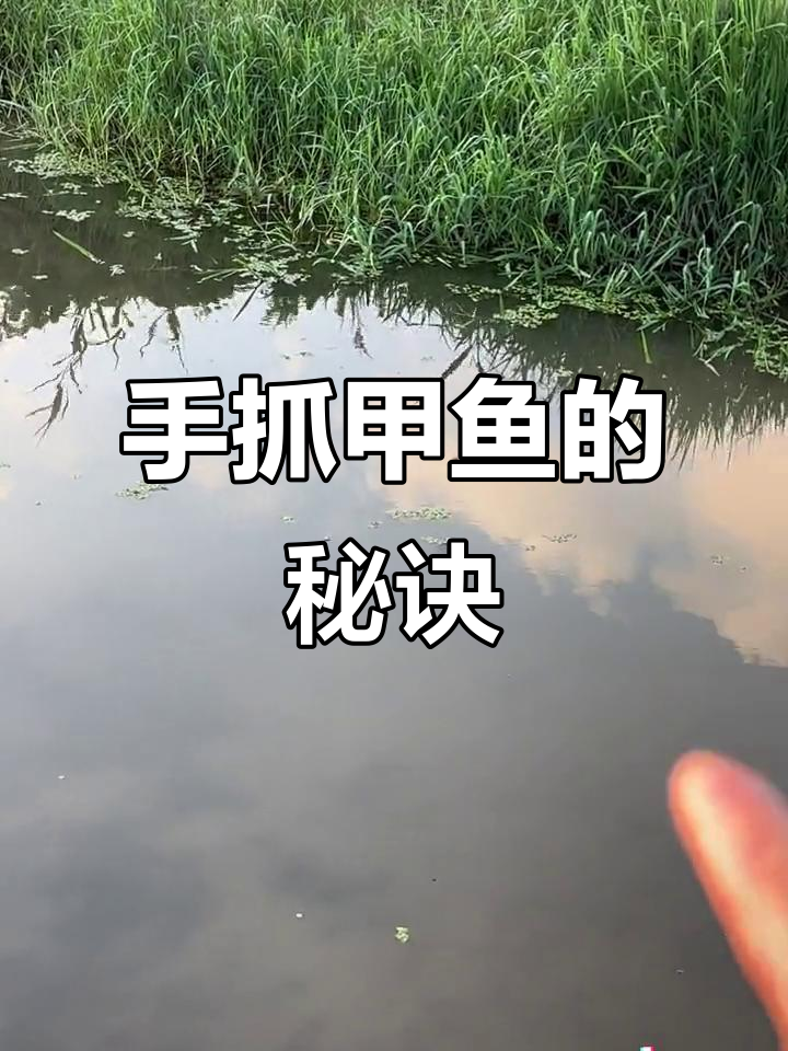 徒手抓甲鱼,轻松避开被咬的技巧大揭秘