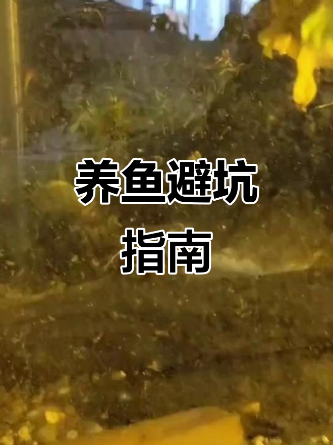 野生鲶鱼与鲫鱼混养，后果惨重！新手必看避雷指南