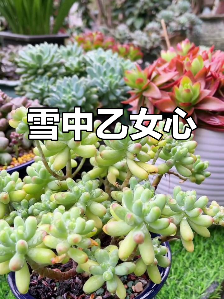雪后乙女心多肉,美丽如梦幻少女