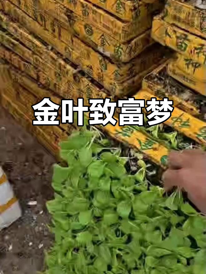意大利生菜与乌塌菜苗,栽种致富,金叶满园!