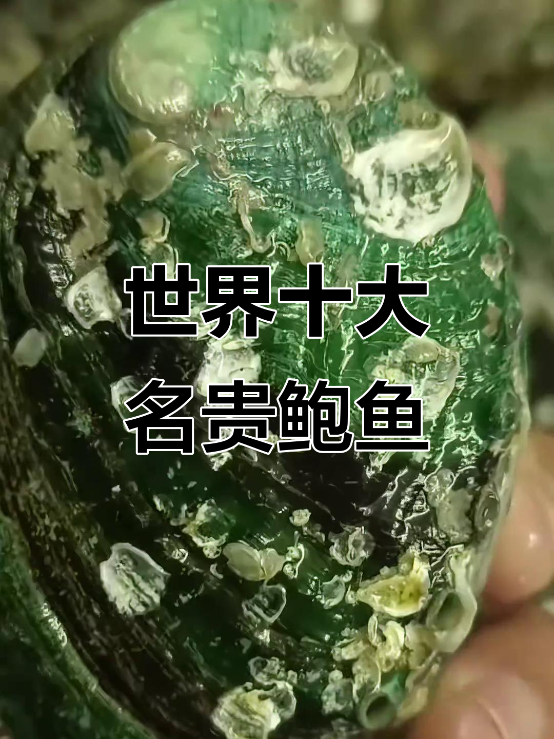 探秘十一种鲍鱼，了解不同品种的独特魅力