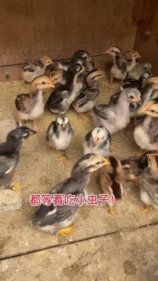 都等着吃小虫子!战斗公鸡斗鸡斗鸡爱好者高质量斗鸡公鸡中的战斗机