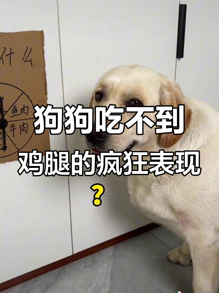 狗子执着鸡腿,表情超搞笑!