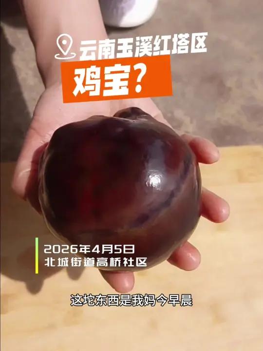 鸡宝?清明节杀鸡现异宝,谁知道是什么?#鸡宝 #奇异 #清明节 #美好生活在玉溪