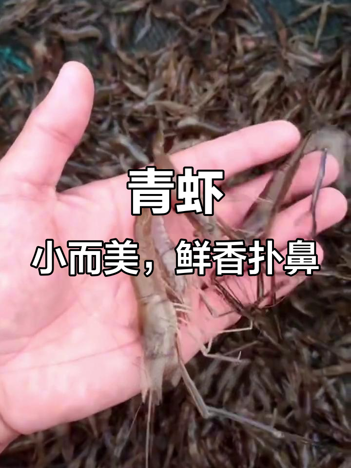 小河虾竟是“日本找虾”,中国土生土长,营养丰富!