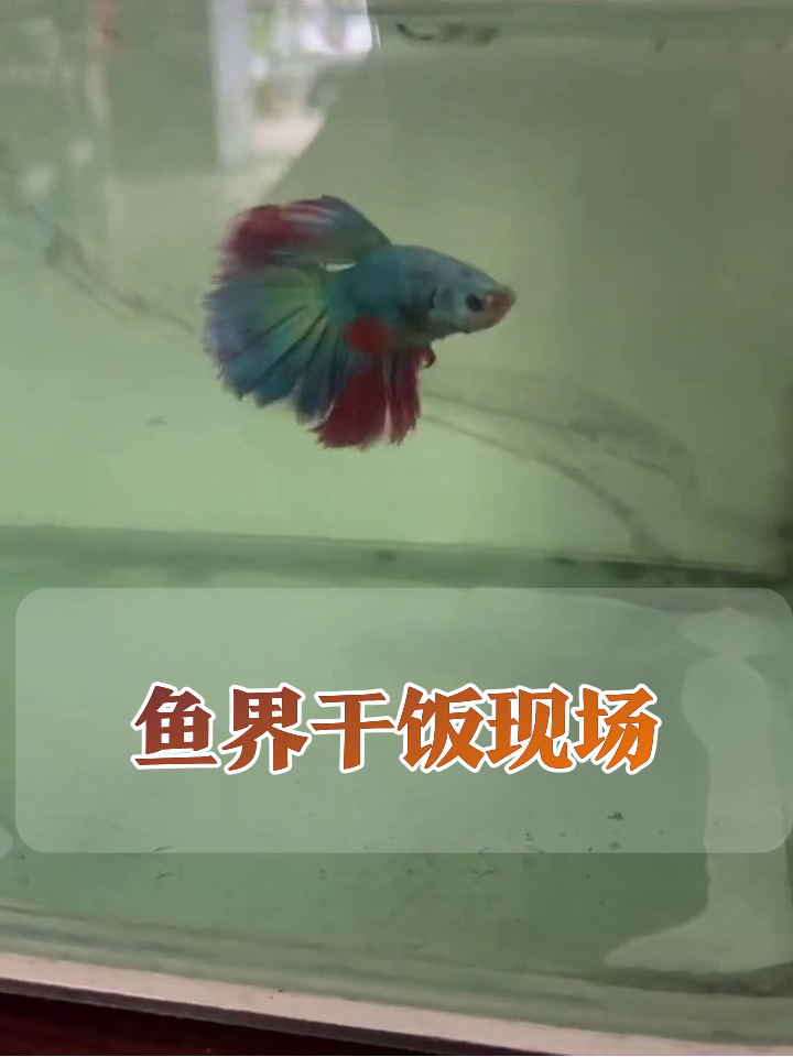 斗鱼美如画，隔壁小鱼却为抢食集体“疯魔”