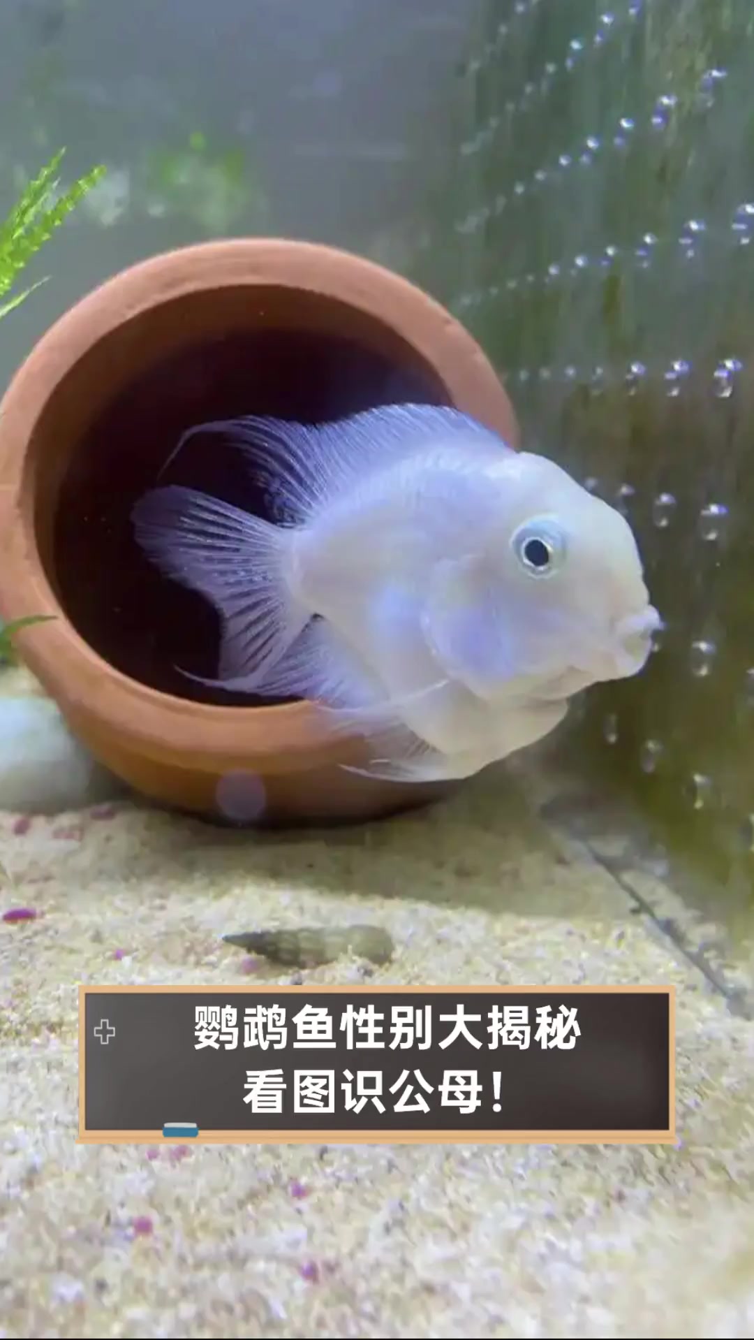 鹦鹉鱼性别大揭秘,看图识公母!