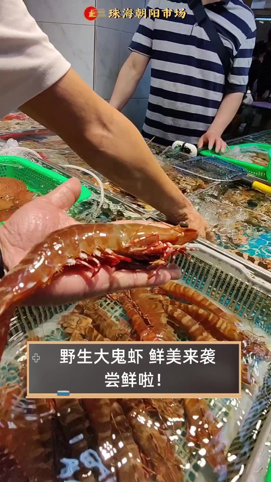 野生大鬼虾,鲜美来袭,尝鲜啦!