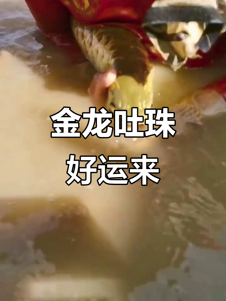 金龙吐珠,好运连连!观赏鱼推荐