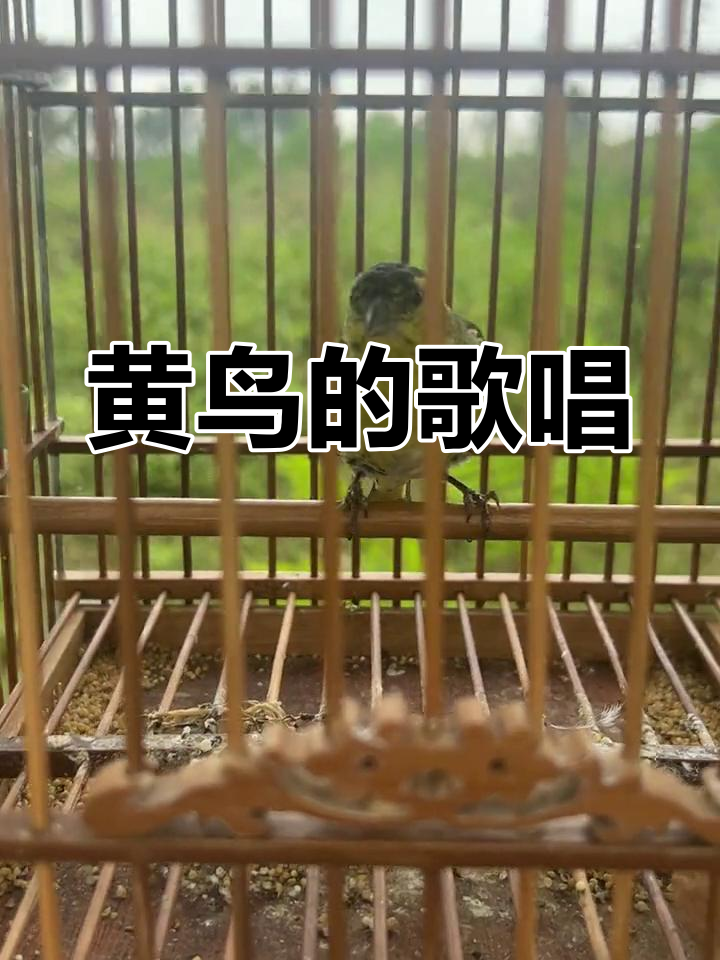 黄鸟歌声悠扬,模仿多种鸟类叫声,令人陶醉