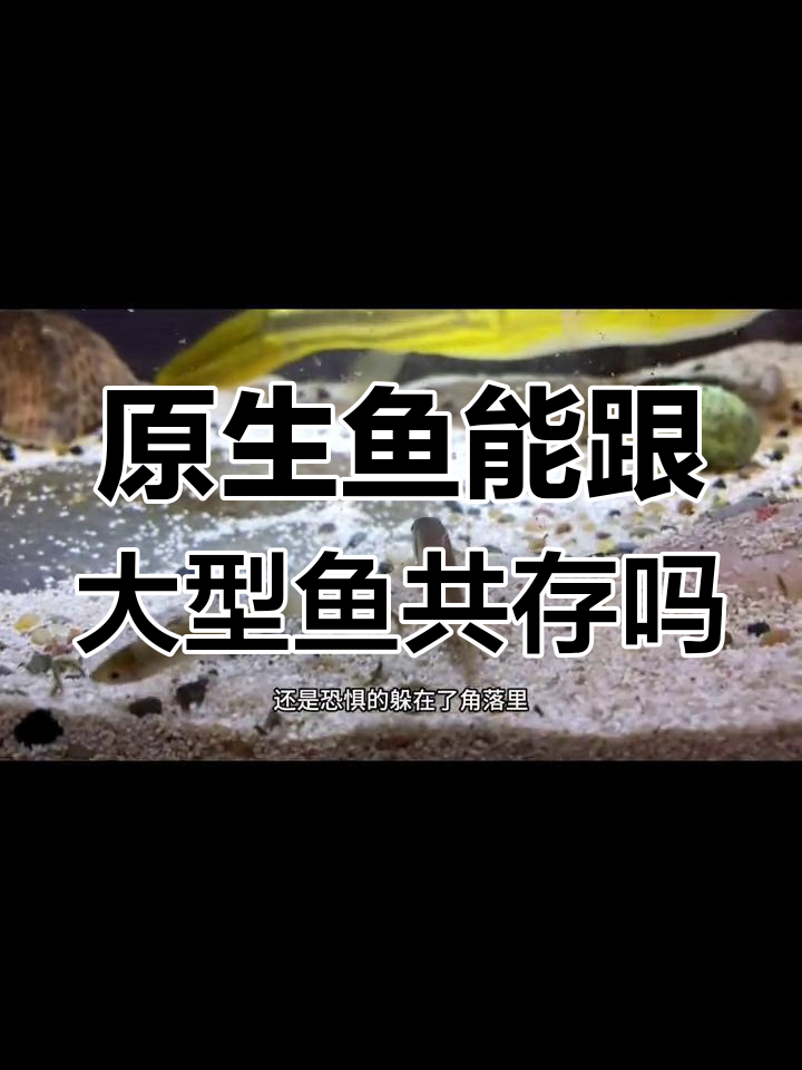 麦穗鱼与斑马狗头混养,结果如何?