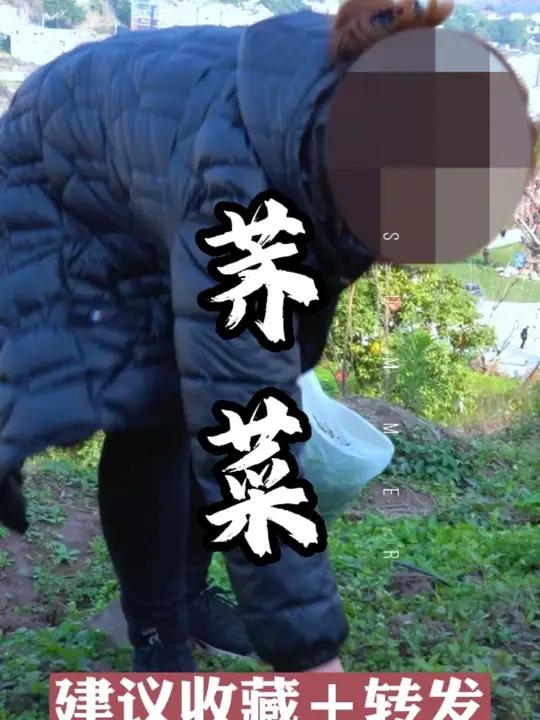 有多少人吃过荠菜馅饺子,大家觉得好吃吗?其实荠菜的小作用,你了解吗