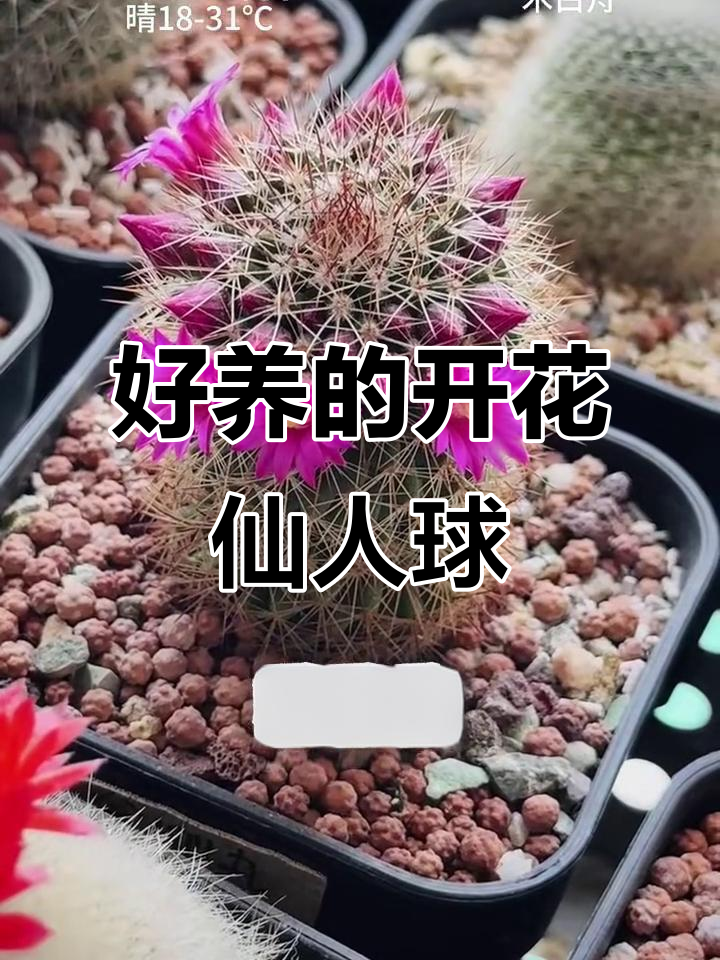 18种最容易养又开花的仙人球,适合新手入门