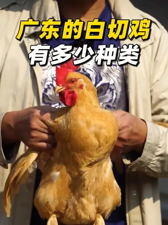广东白切鸡申请出战!白切鸡吃老鸡还是嫩鸡?