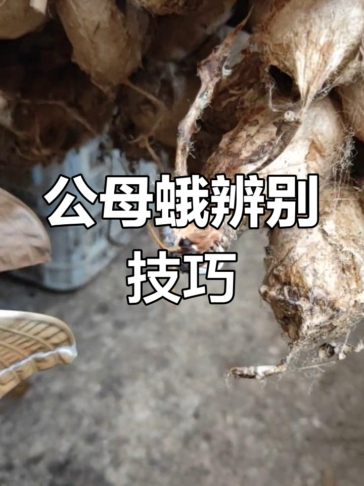 母鹅与公鹅的区别,如何分辨?