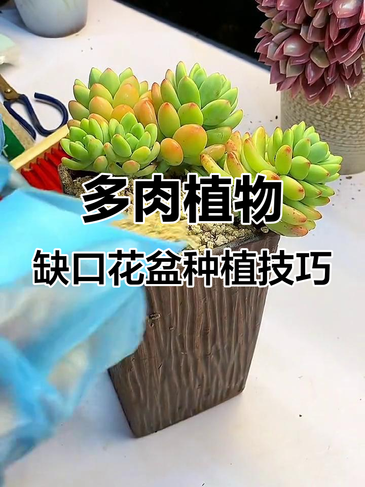 打造多肉植物缺口花盆，轻松种出美丽造型