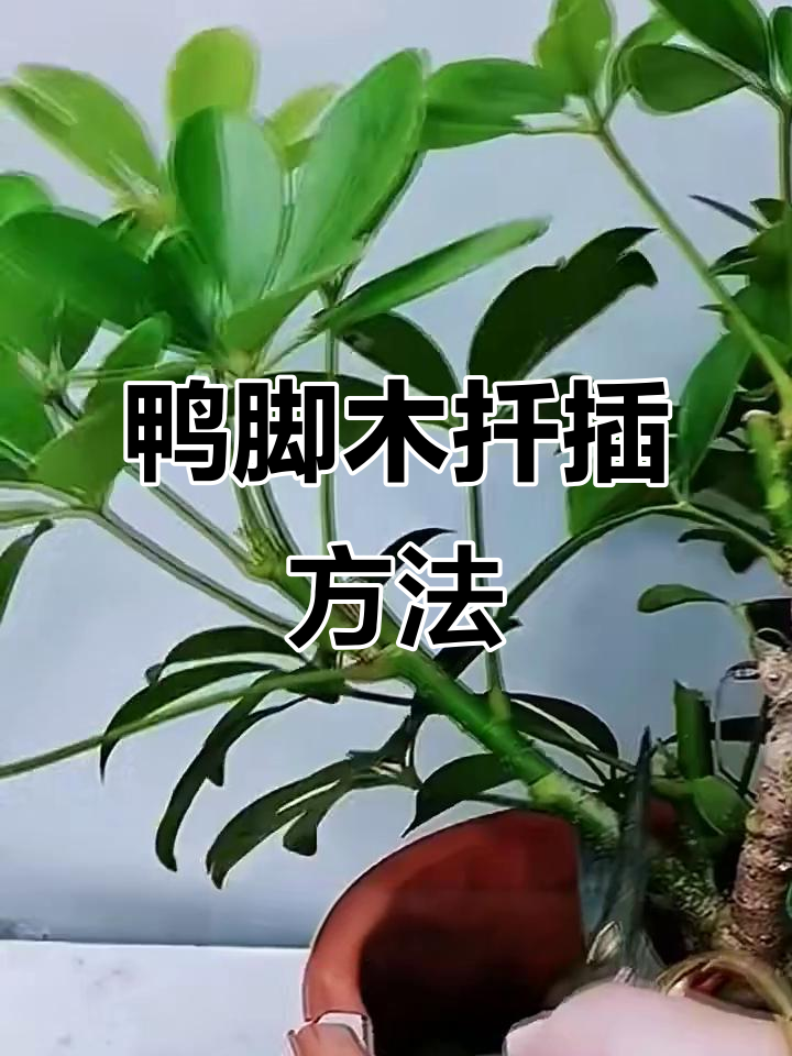 鸭脚木扦插技巧,轻松掌握成活率高