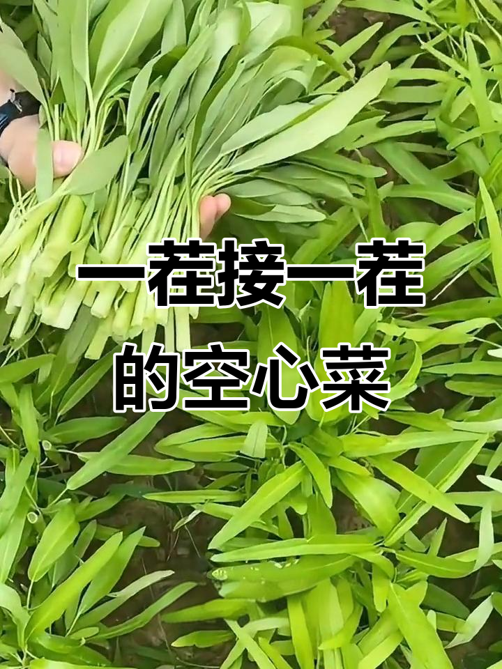 空心菜新品种,种一次吃一年!阳台小院都能搞定