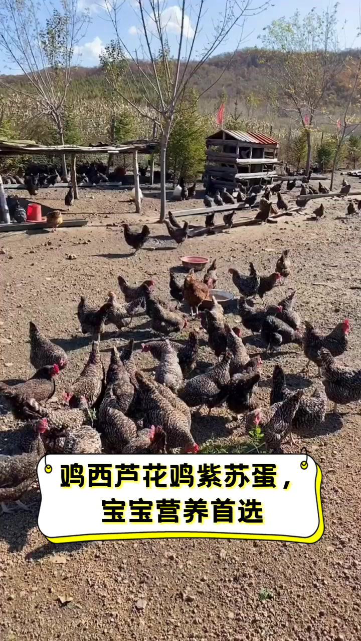 鸡西芦花鸡紫苏蛋,宝宝营养首选