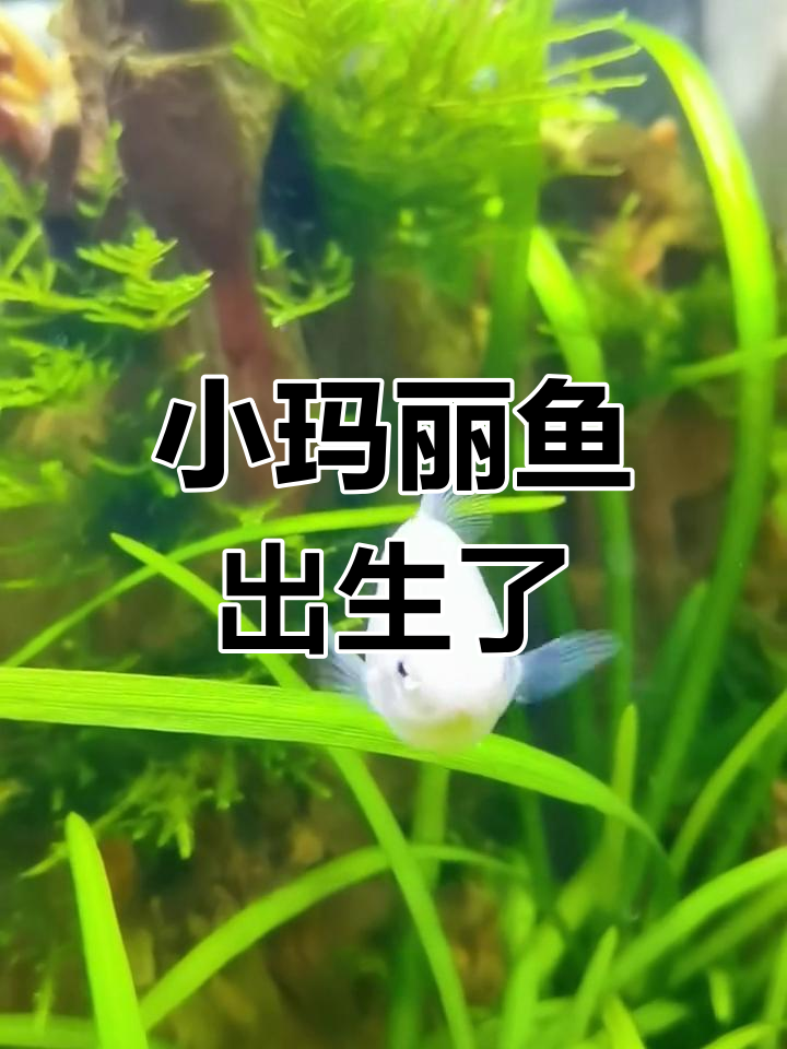 玛丽鱼突然爆缸,小鱼仔能存活吗?