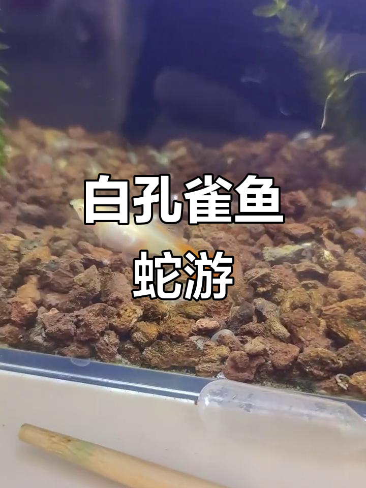 白色孔雀鱼蛇游,竟是这种生物?