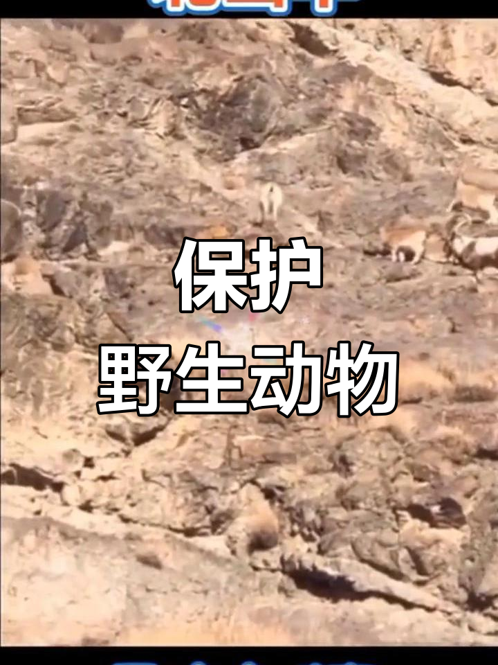 天山雪鸡与北山羊的自然奇观