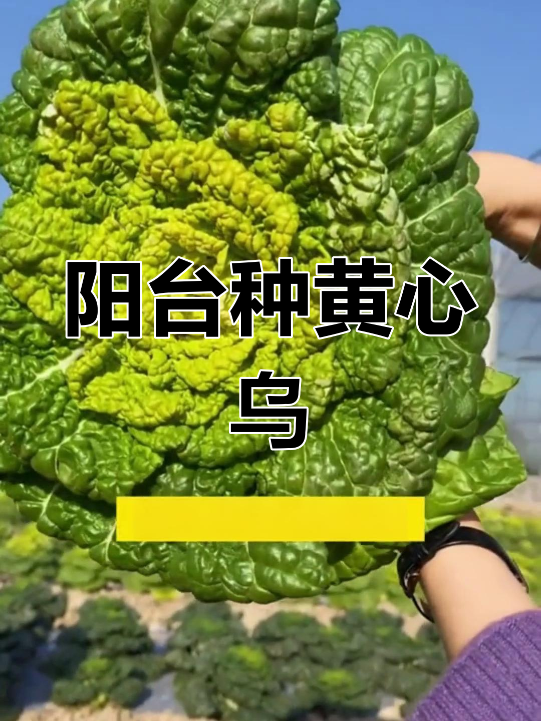 黄心乌塌菜,阳台种植轻松上手,口感鲜美又脆嫩!