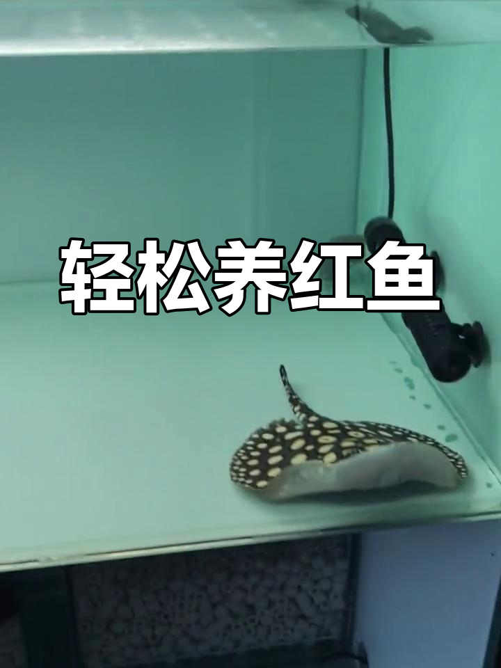 红鱼养殖技巧大公开,轻松养出健康活泼的铜鱼