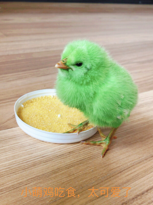 小鸡吃米,太可爱了