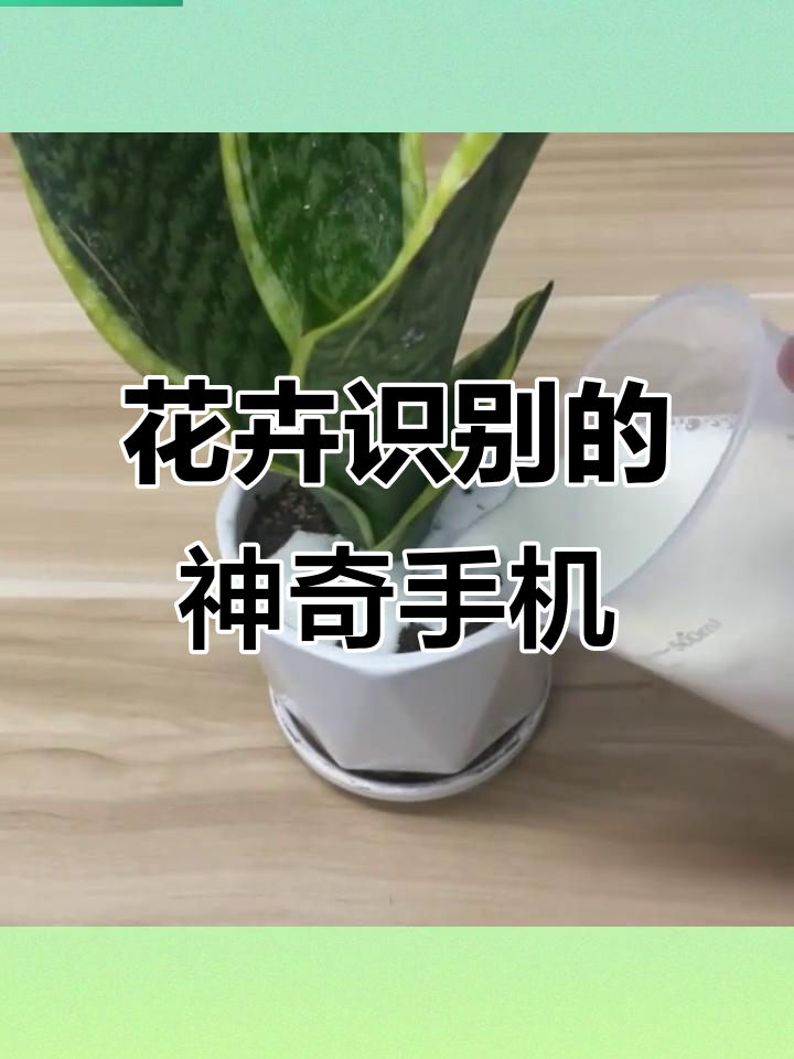 手机秒变花草识别器,拍照就能知道植物名称