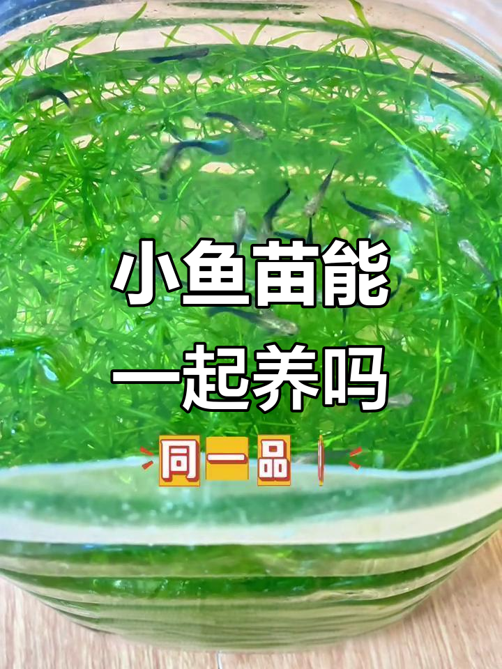 孔雀鱼小鱼苗能否混养?如何避免攻击和串种