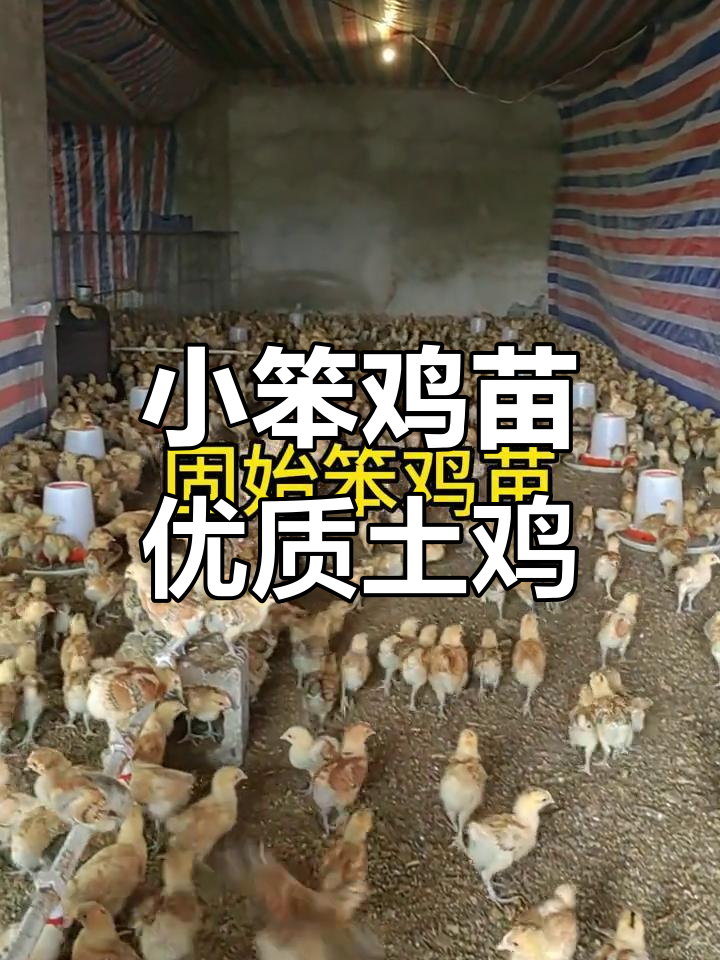 固始土鸡苗,脱温小笨鸡,黄金品质等你拿