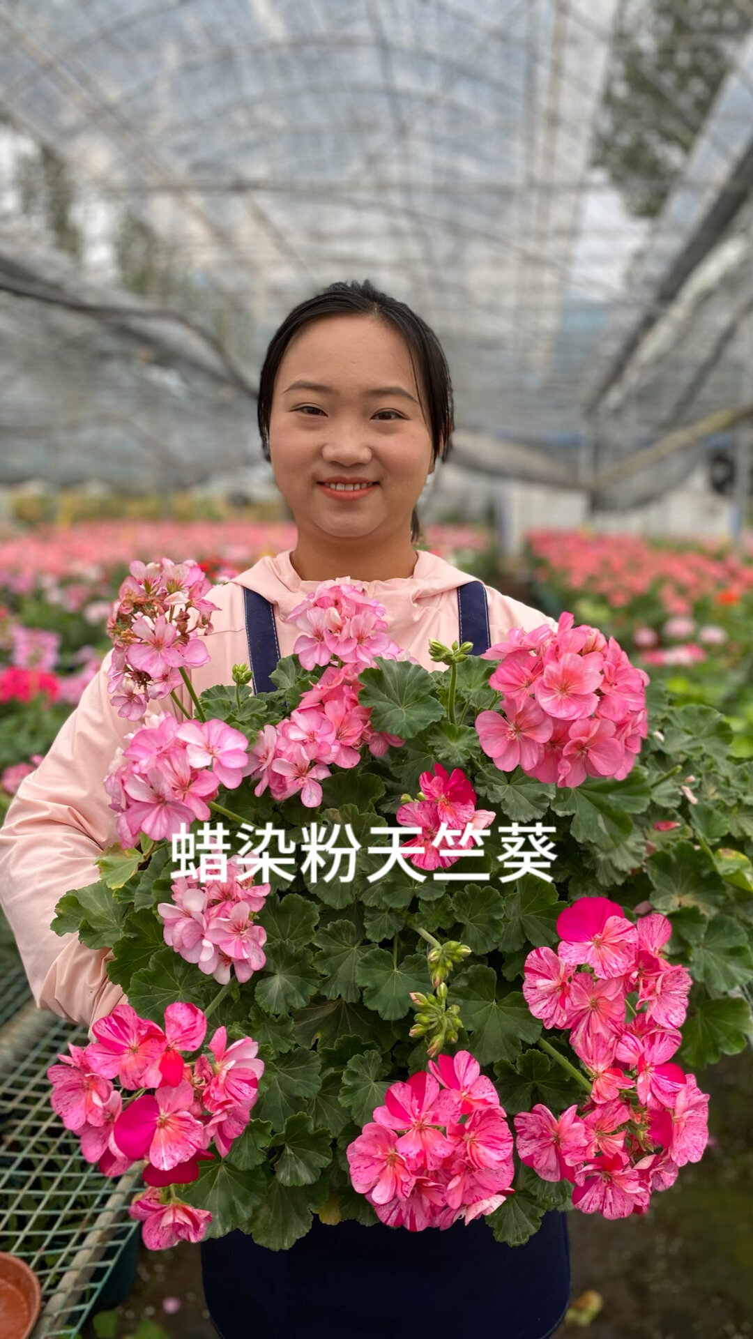 蜡染粉天竺葵