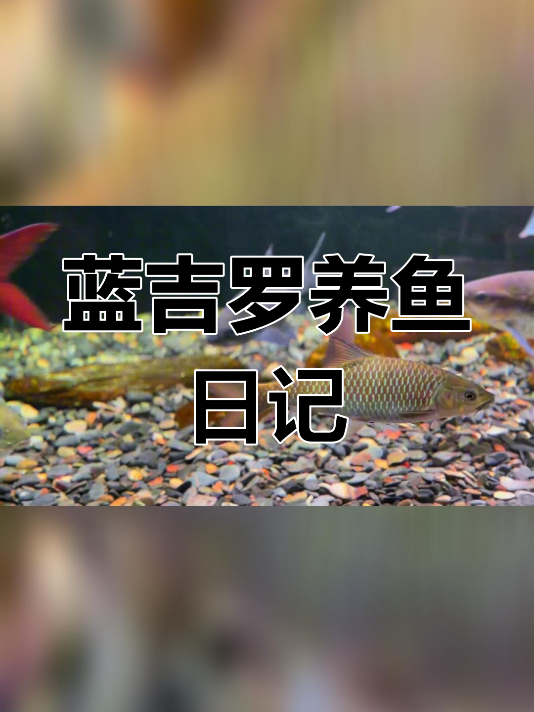 养鱼与麦鱼的日常