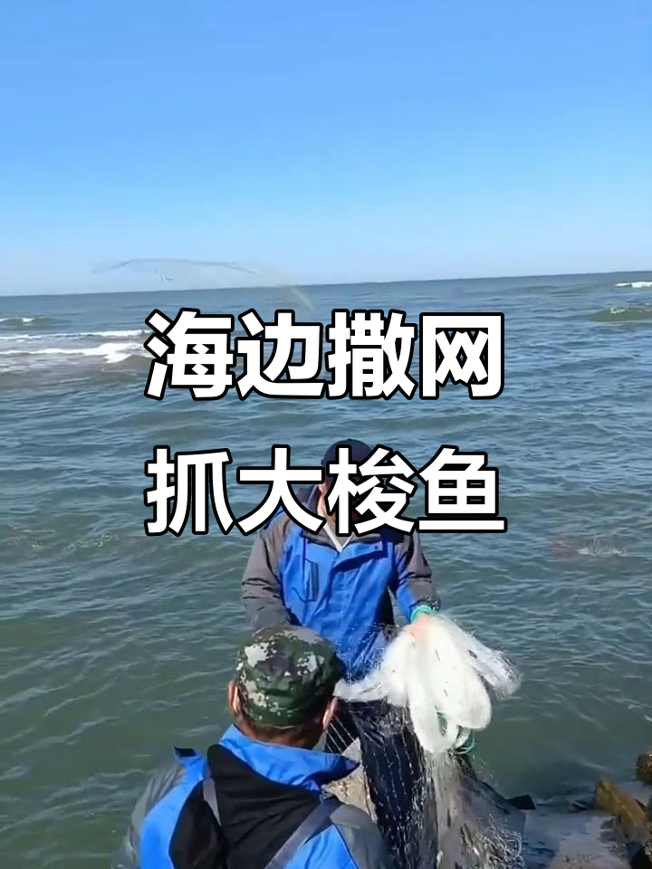 撒网捕大梭鱼,海边渔民的挑战与乐趣