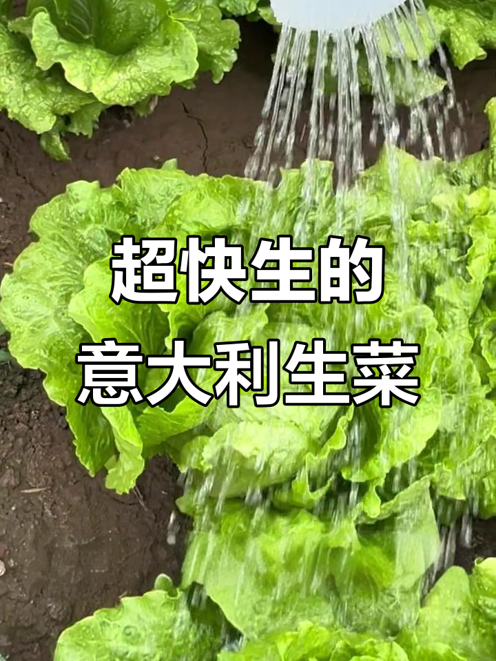 意大利生菜,阳台种最省心!快速生长又不易生病虫害
