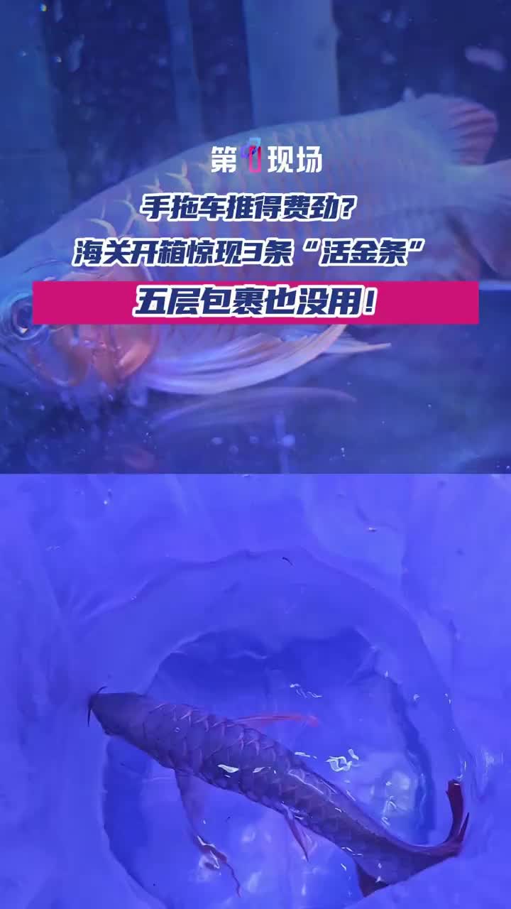 「视频」深圳皇岗海关在福田口岸拦下3条濒危美丽硬骨舌鱼,也就是俗称的金龙鱼!这种“活化石”