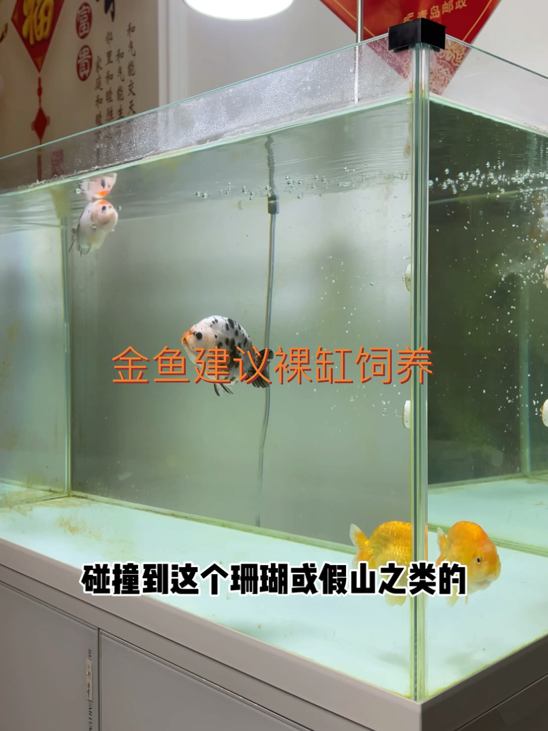 养金鱼为什么很多人建议裸缸饲养?