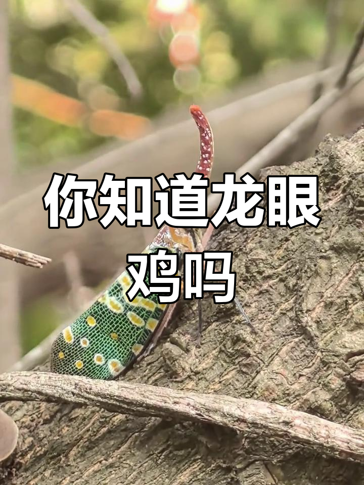 龙眼鸡的别名,你叫它什么?