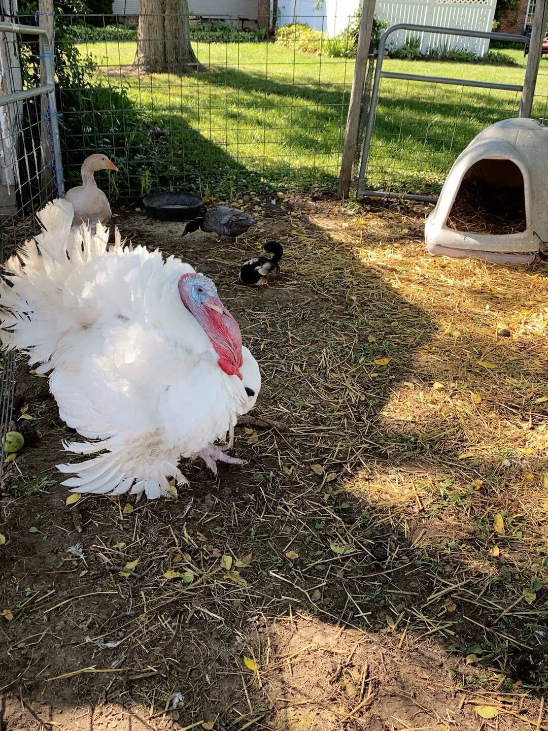 去农场看到白色羽毛的火鸡