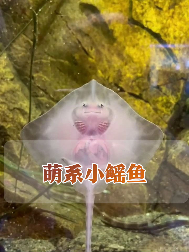粉白小鳐鱼萌化了!半透明身体瞪圆眼集体卖萌