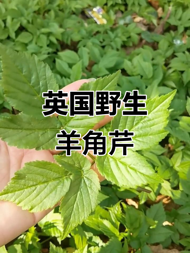 英国野菜大揭秘:羊角芹与三棱茎葱的独特魅力