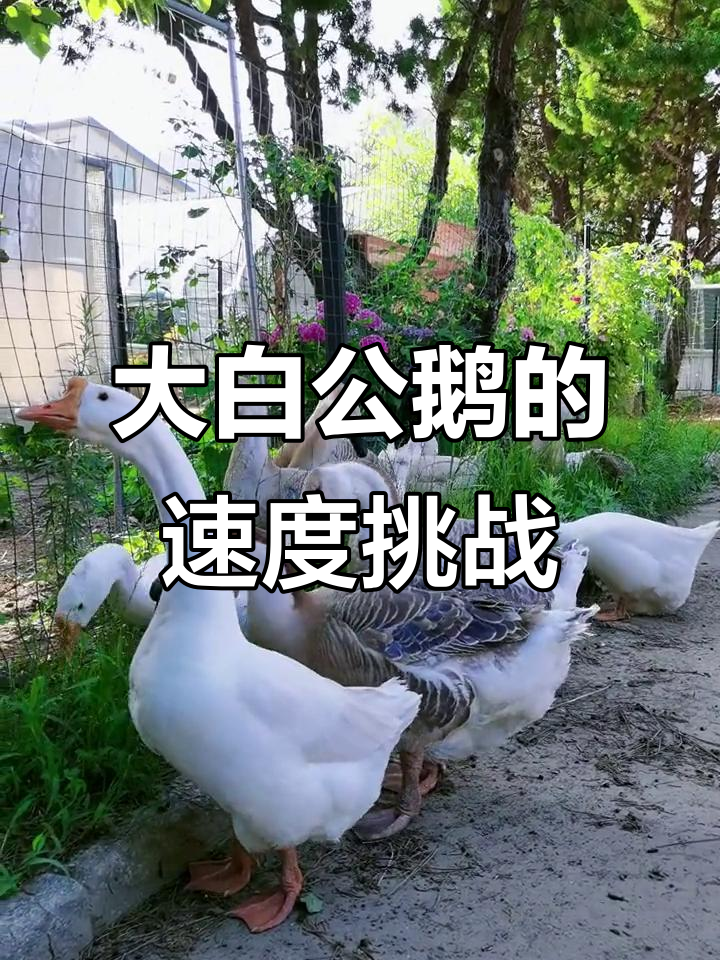 狮头鹅与小鸭子的速度差距，大白公鹅太能踩蛋了